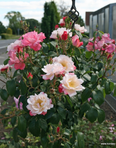 Rose Roseromantic