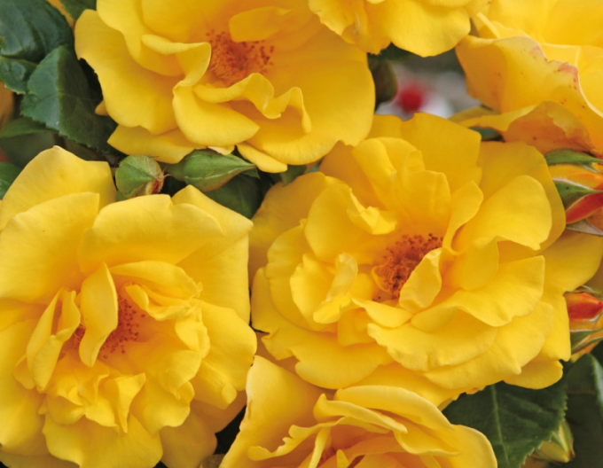 Rose Sonnenschein