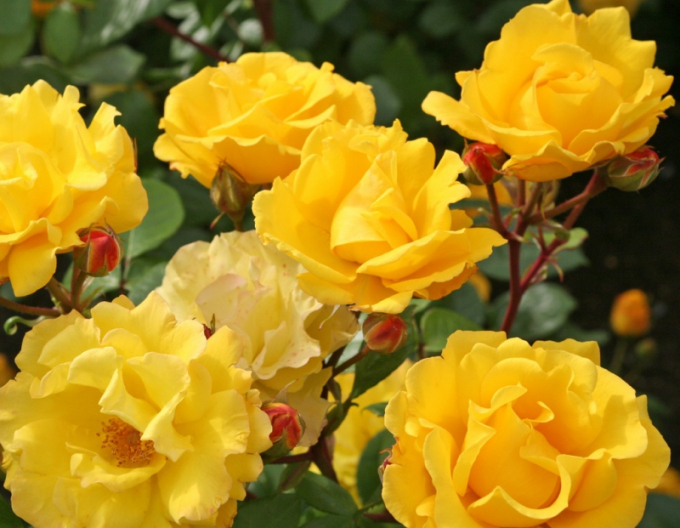 Rose Sonnenschein