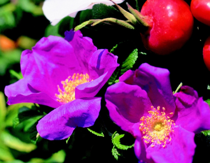 Knitterrose (Apfelrose) Regeliana