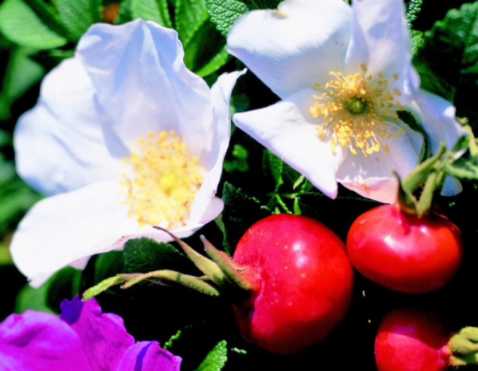 Rose faltig (Apfel) Alba