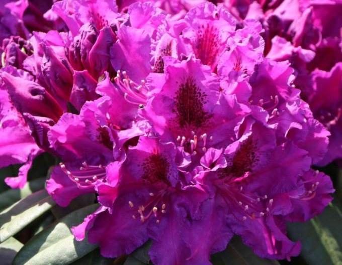 Rhododendron Azurro