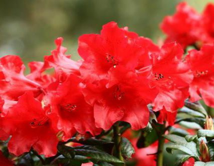 Rhododendron Abendrot