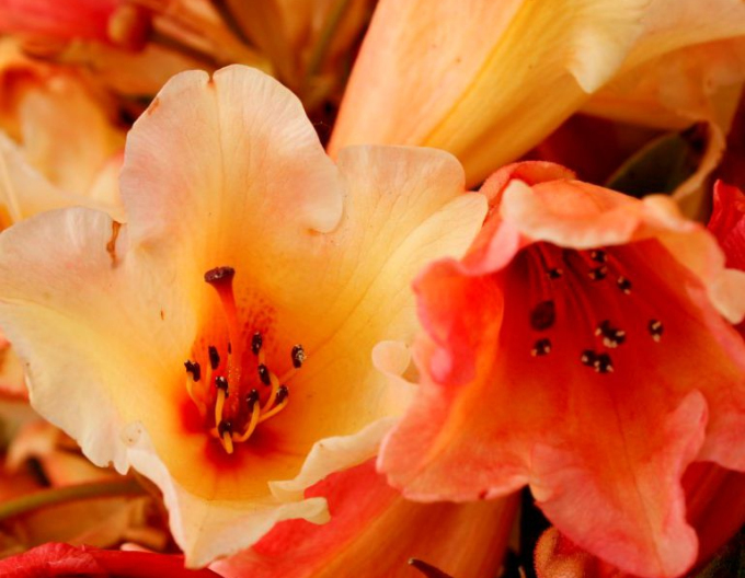 Rhododendron Jingle Bells