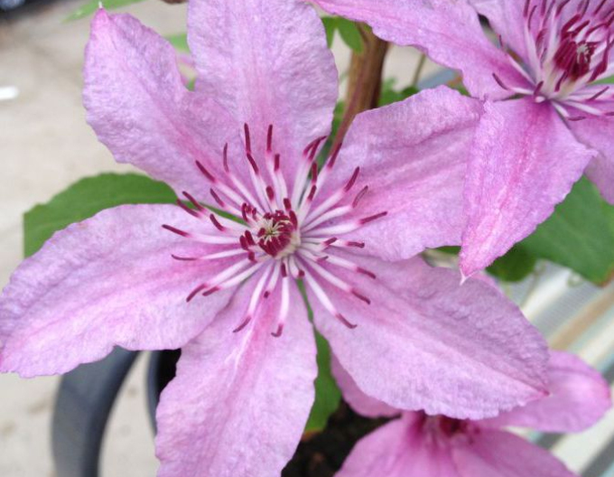 Clematis Hagley Hybrid