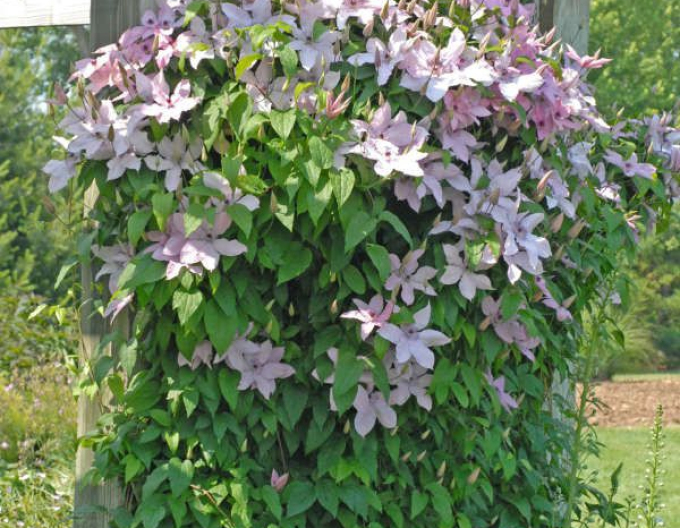 Clematis Hagley Hybrid