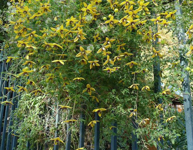 Waldrebe tanguta Golden Tiara