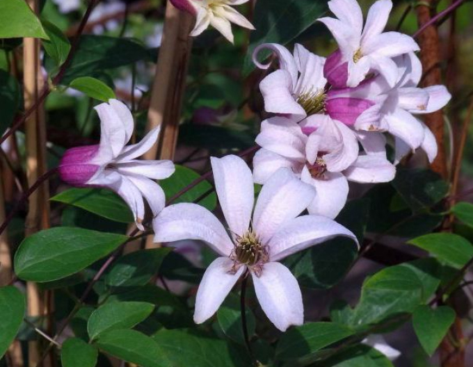 Clematis Prinzessin Kate