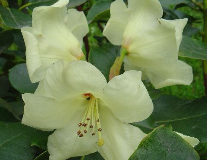 Rhododendron Goldfort