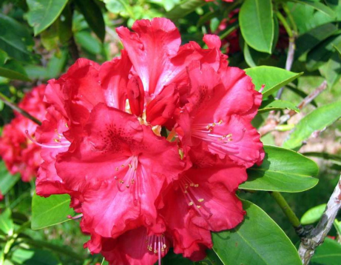 RhododendronKluis Sensation
