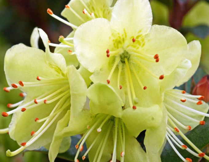 Rhododendron Kleeblatt