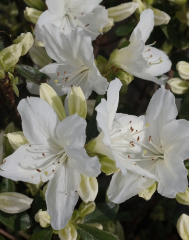 Azalea japonica Luzi