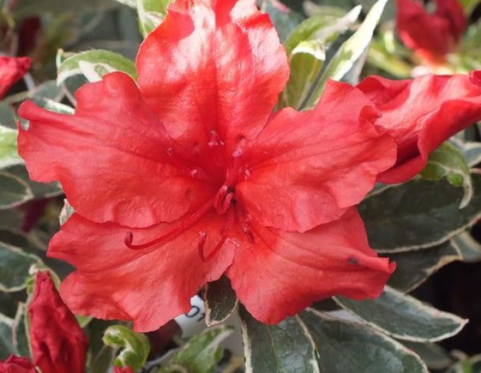 Japanische Azalee Hot Shot Variegated