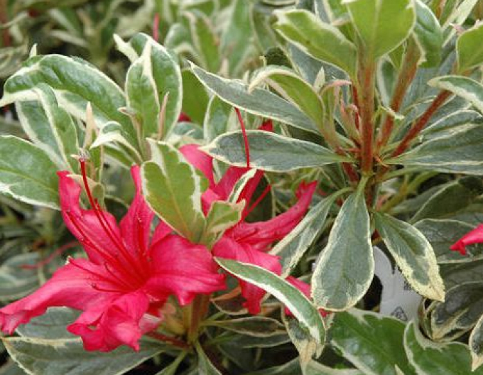 Japanische Azalee Hot Shot Variegated