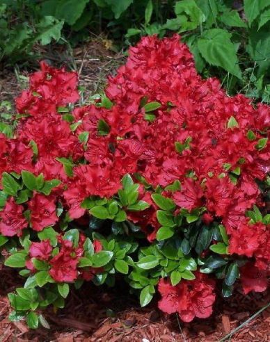 Japanische Azalee Hot Shot