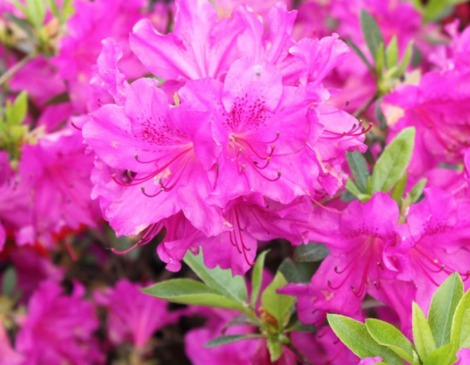 Azalea japonica Blau Danube