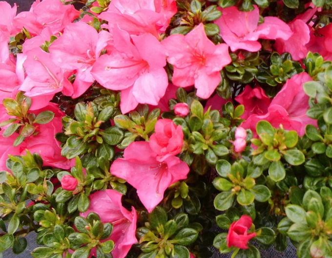 Azalea japonica Anuk