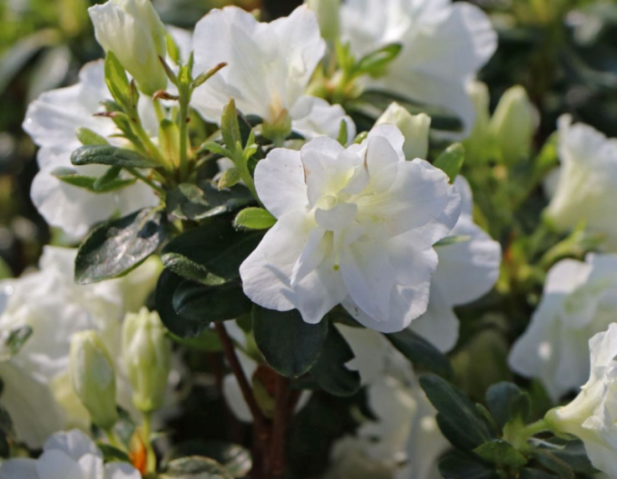 Azalea japonica Schneeperle