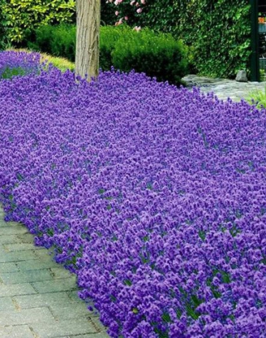 Lavendel schmalblättrig Munstead