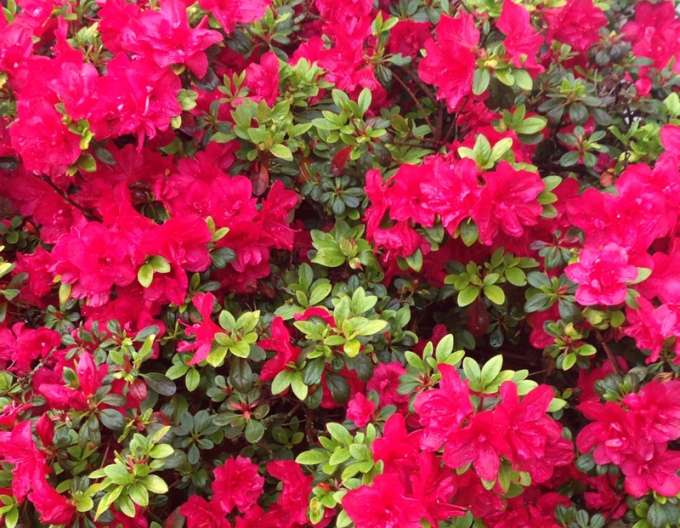 Azalea japonica Kermesina