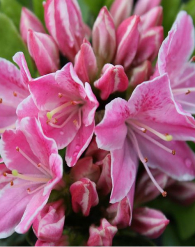 Japanische Azalee Kermesina Rose