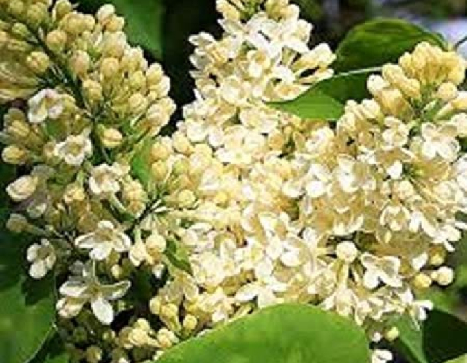 Flieder Primrose