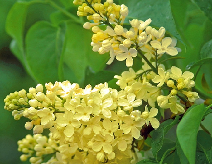 Flieder Primrose