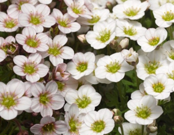 Lomicamnus lofts Blush