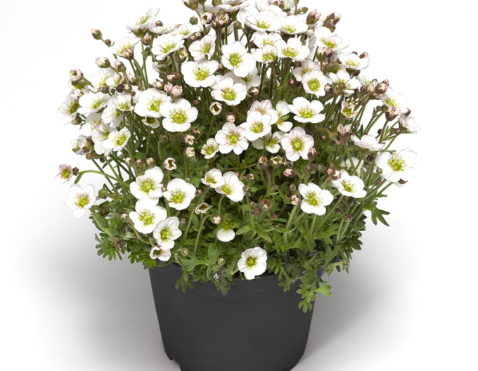 Lomicamnus lofts Blush