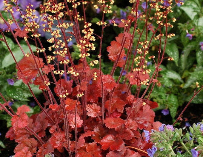 Heuchera-Hybride ROOT BEER