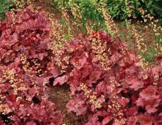 Heuchera-Hybride ROOT BEER