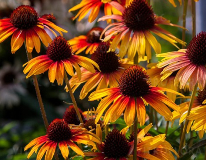 Echinacea Papagei