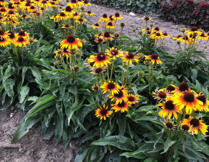 Echinacea Papagei