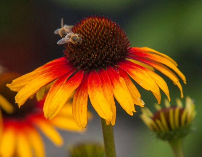 Echinacea Papagei