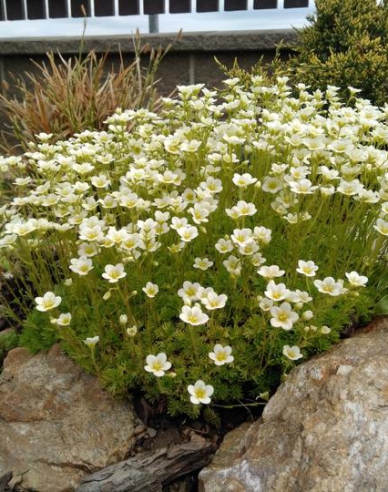 Moos-Steinbrech Limerock