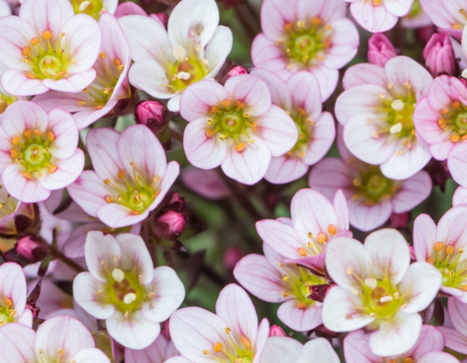 Moos-Steinbrech Pixi Pan Appleblossom