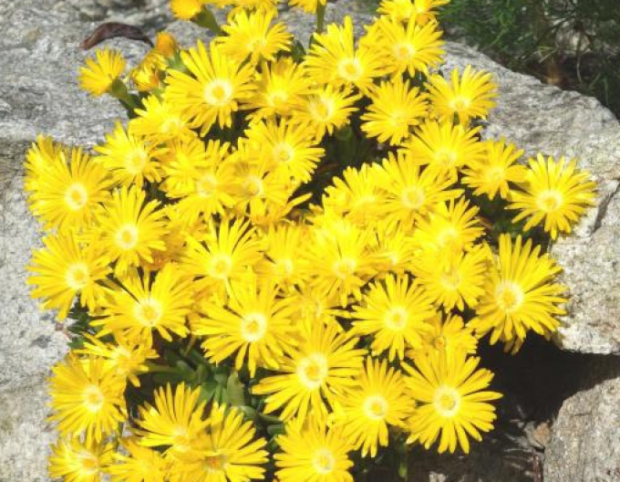 Delosperma congestum GELB