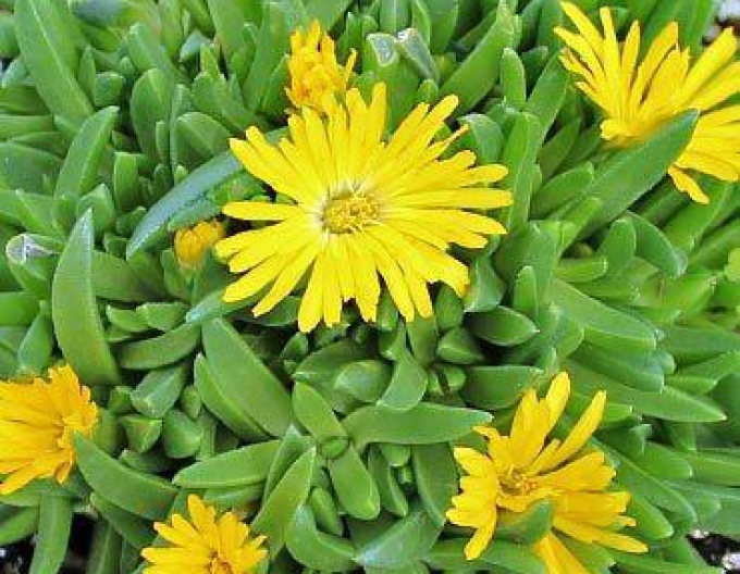 Delosperma congestum GELB