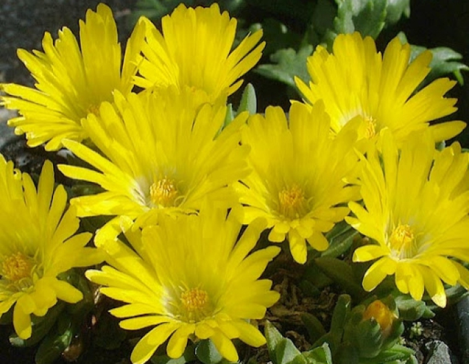 Delosperma congestum GELB