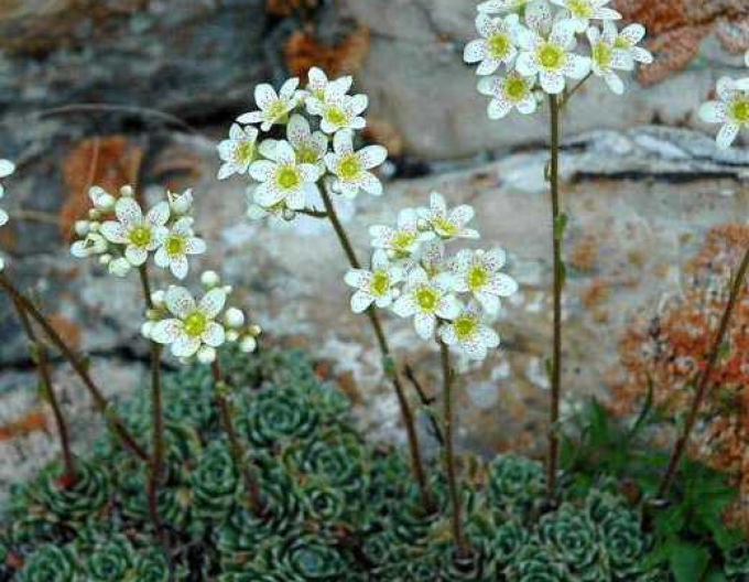 Lomicamnus ericaceae-immergrün