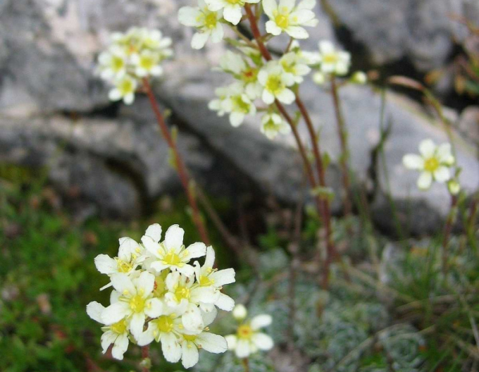 Lomicamnus ericaceae-immergrün