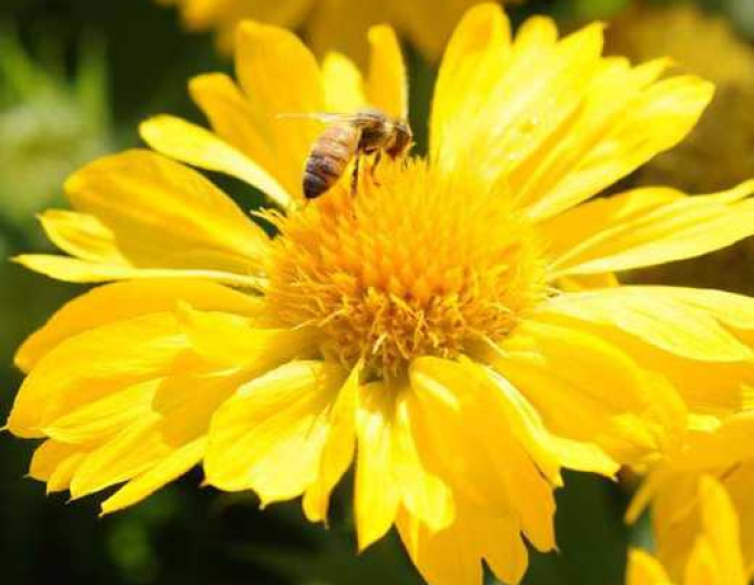 Nymphensittich Messa Yellow