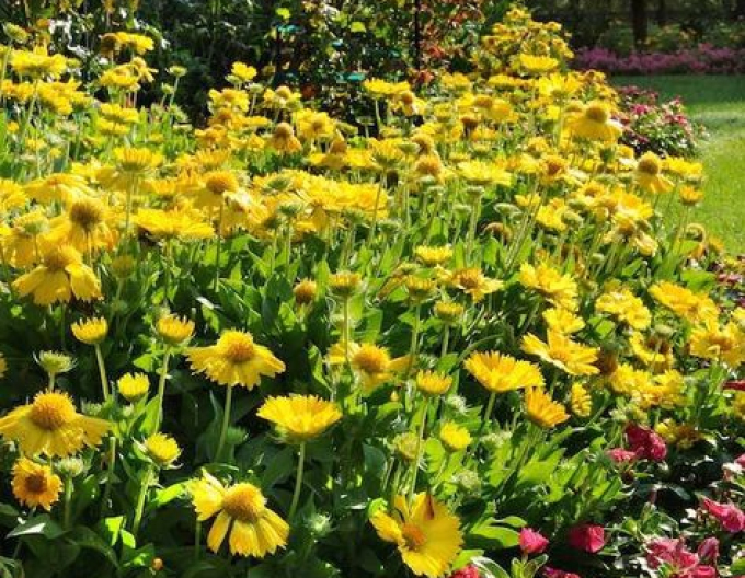Nymphensittich Messa Yellow