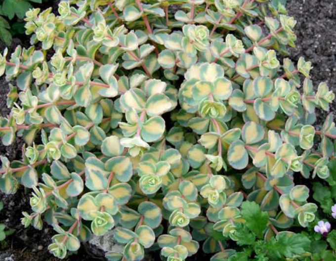 Fetthenne sieboldii Variegatum