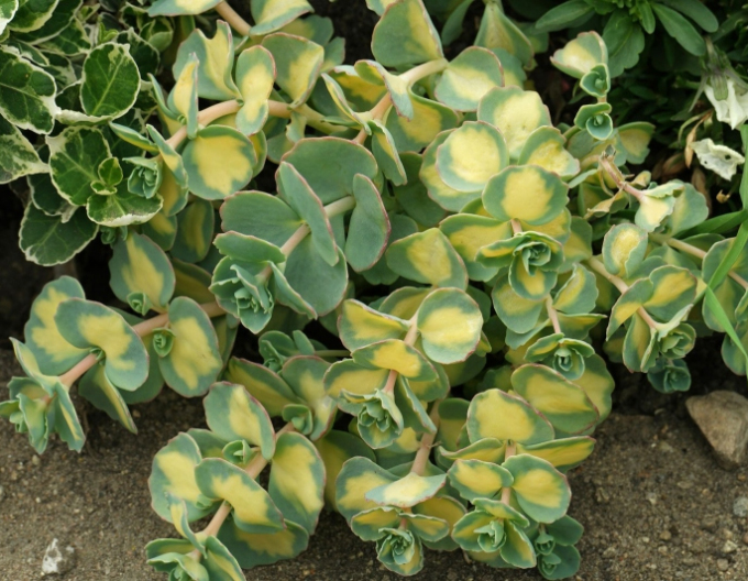 Fetthenne sieboldii Variegatum