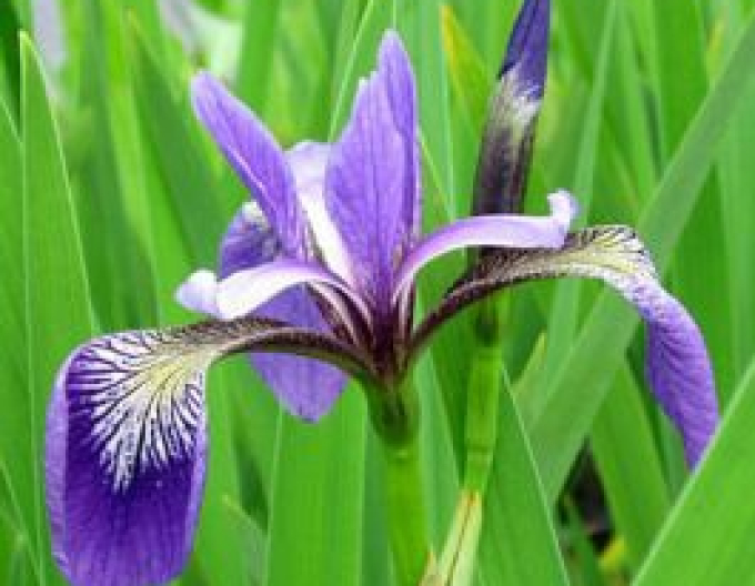 Iris versicolor