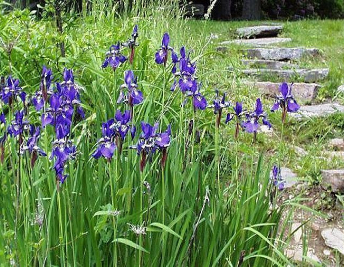 Iris versicolor