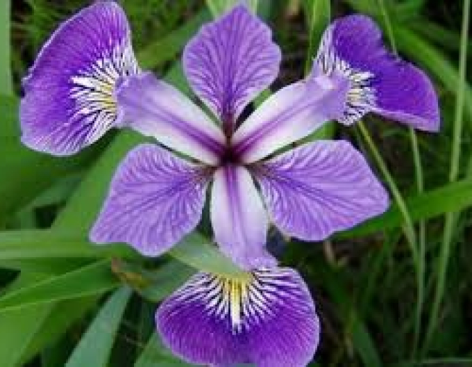 Iris versicolor