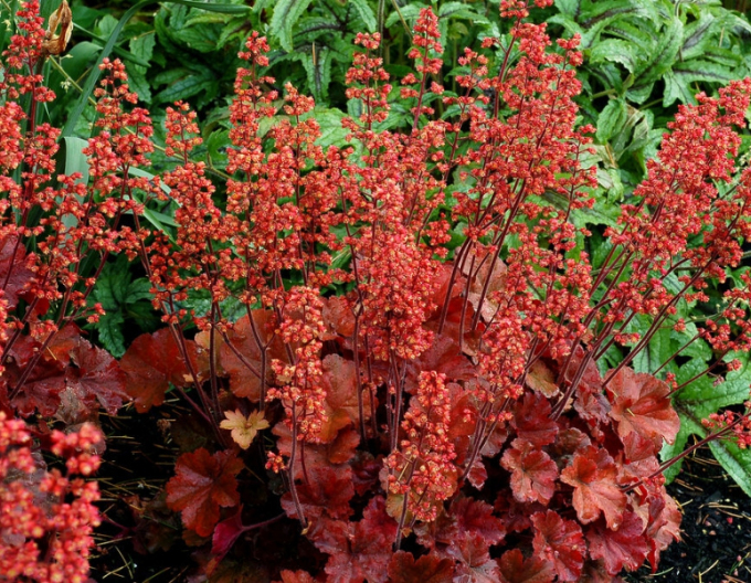 Heuchera-Hybride Cherry Cola