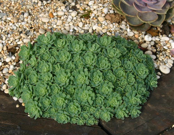 Fetthenne pachyclados